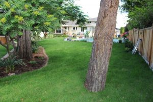beautiful backyard with green weed free lawn