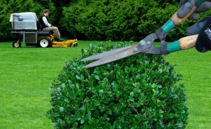 hedge-trimming-yard-maintenance