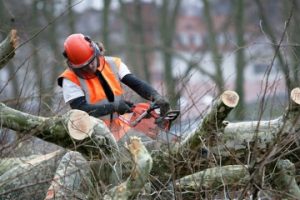 Best tree removal services
