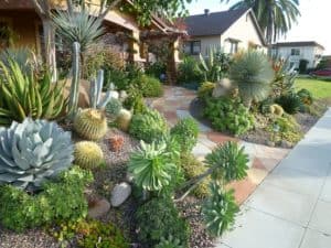 water-conserving-plants-landscaping