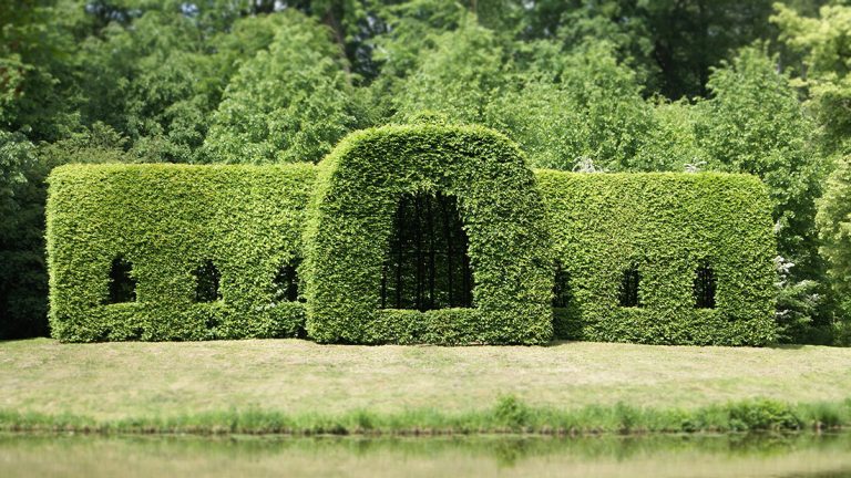 how-to-trim-cedar-hedges-oci-landscaping-and-irrigation