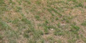 dead-summer-drought-dormant-lawn