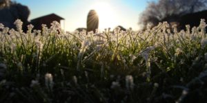 frost-damage-to-grass