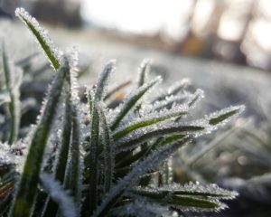 frost-on-grass