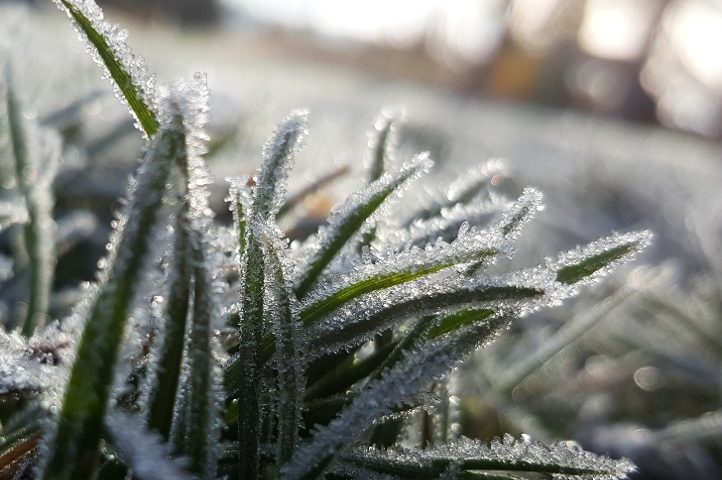 frost-on-grass