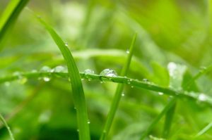 how to fix water soaked lawn